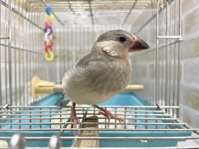 桜文鳥