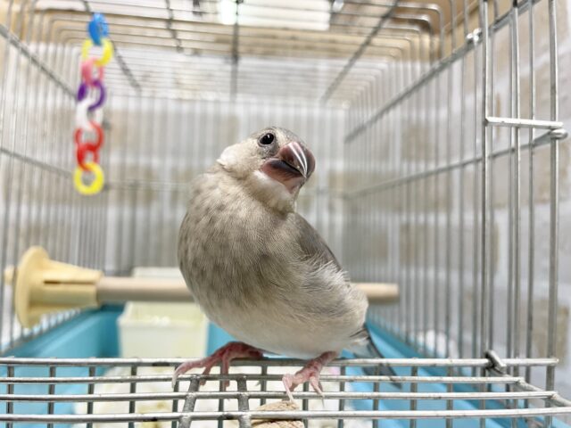 桜文鳥