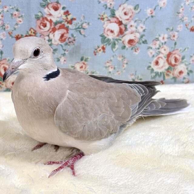 ジュズカケバト