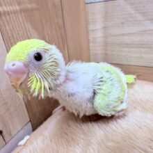 まるで宝石のような極美カラーの子💎✨セキセイインコのパステルカラーレインボー❣️