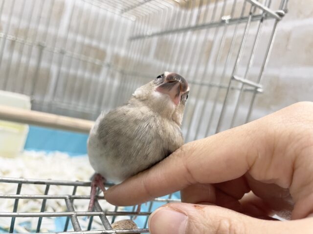桜文鳥