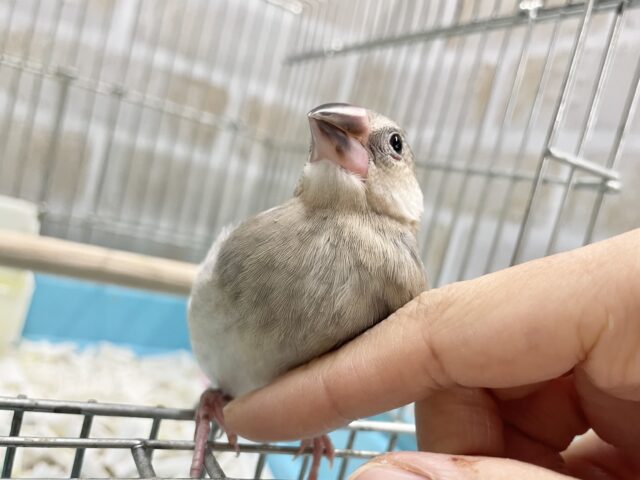 桜文鳥