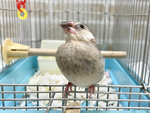 桜文鳥