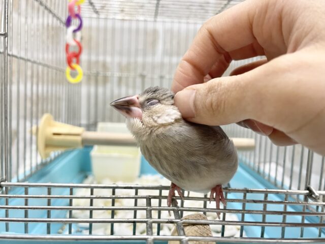 桜文鳥