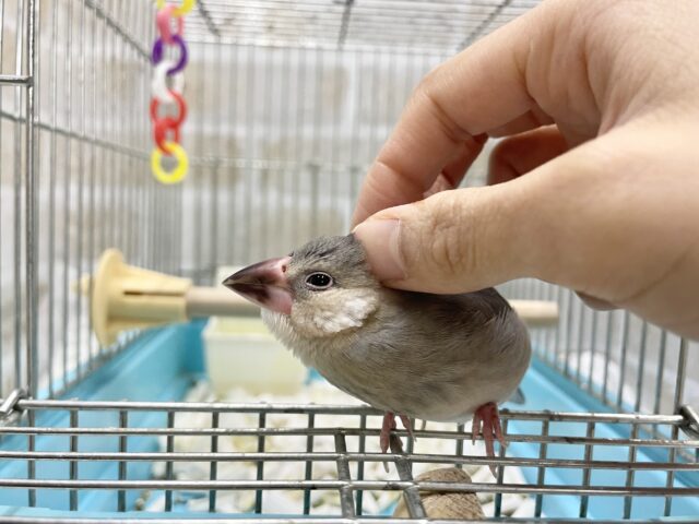 桜文鳥