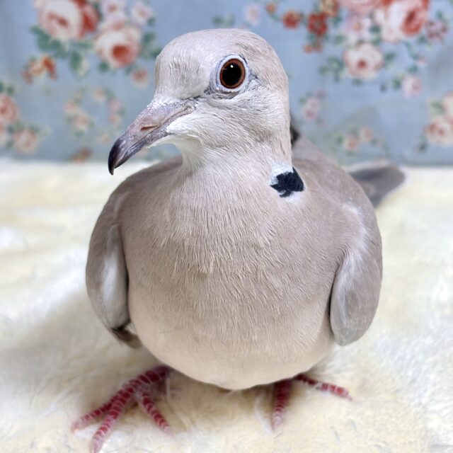 若ジュズカケバト 🕊𓂃𓈒𓏸︎︎︎︎