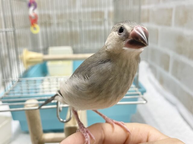 桜文鳥