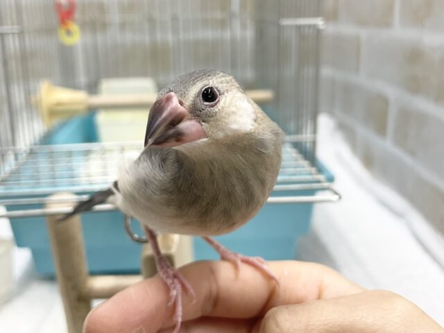 桜文鳥