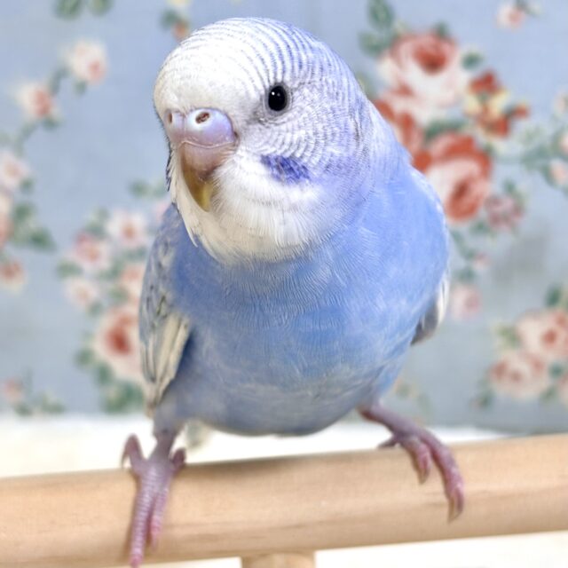 べたなれ♡セキセイインコ ブルースパングル 💙🩵☁️