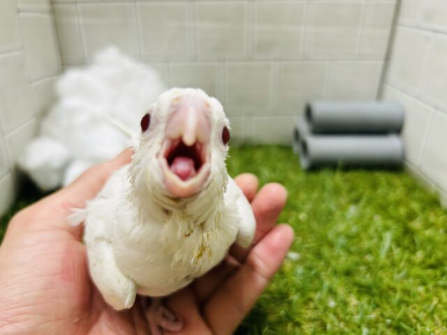 オカメインコ