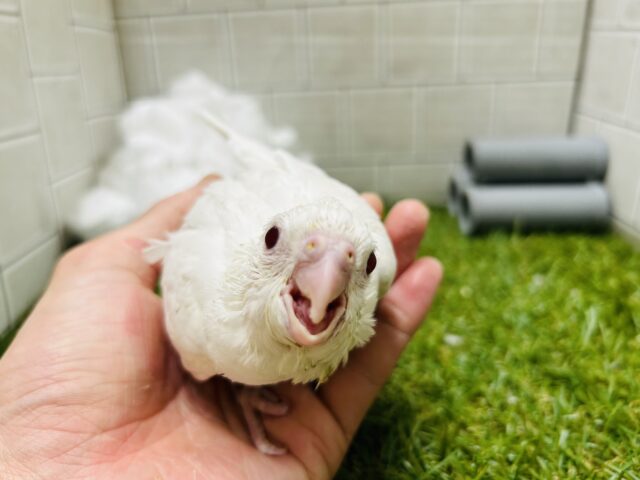 オカメインコ