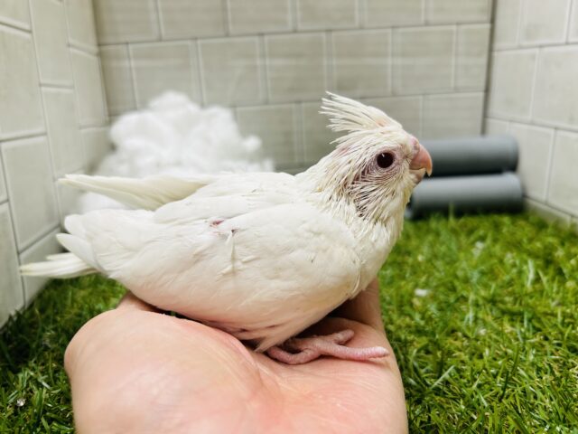 オカメインコ