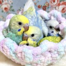 セキセイインコちゃんず入舎🌸｡・:＋°｡