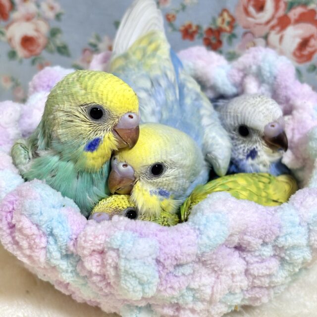 セキセイインコ