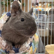 ねぇねぇ、一緒に遊ぼうよっ！デグー(ブルー) 女の子