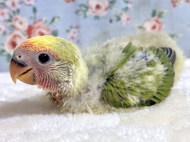 コザクラインコ（小桜インコ）