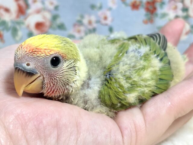 コザクラインコ（小桜インコ）