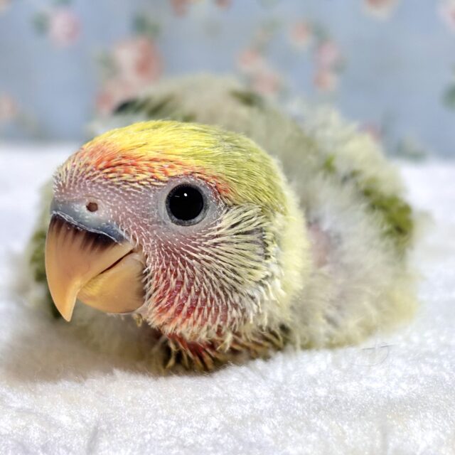 コザクラインコ オパーリンタイガー 🍎🍏✨️