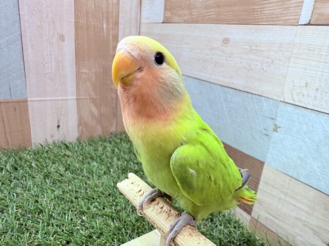コザクラインコ（小桜インコ）