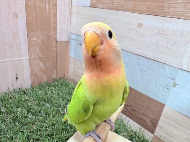 コザクラインコ（小桜インコ）