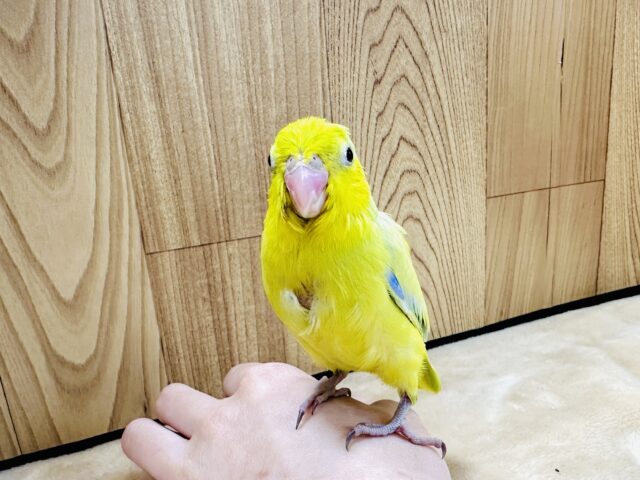 マメルリハ