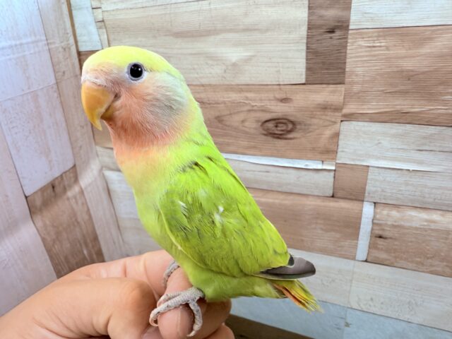 コザクラインコ（小桜インコ）