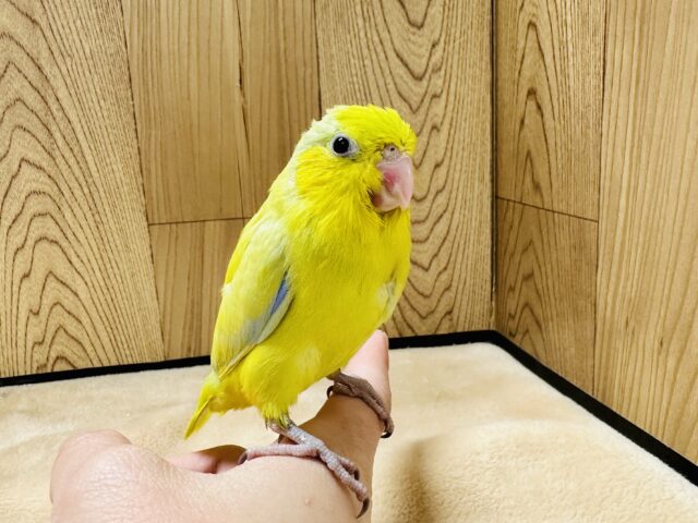 マメルリハ
