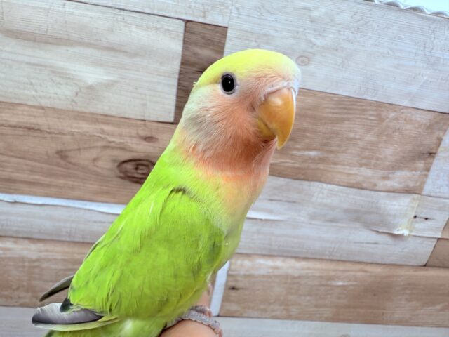 コザクラインコ（小桜インコ）