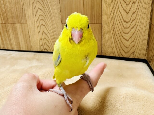 マメルリハ