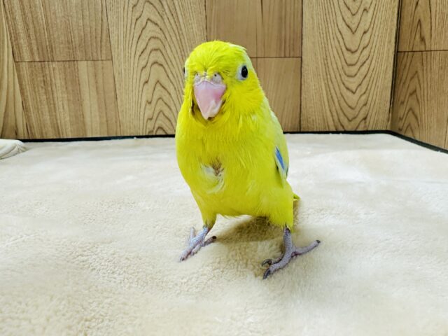マメルリハ