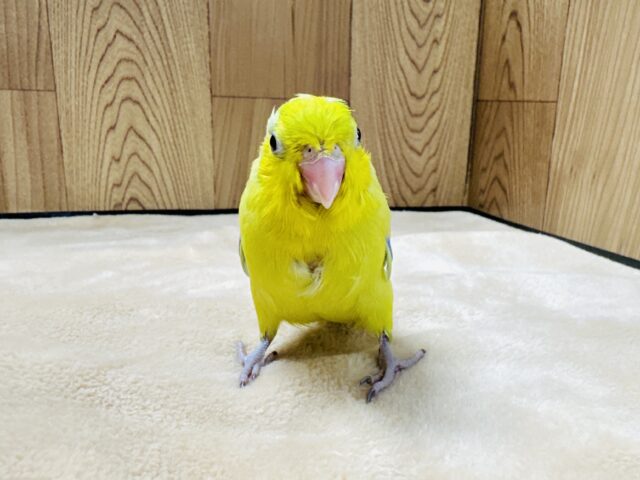 マメルリハ