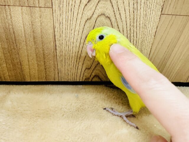 マメルリハ