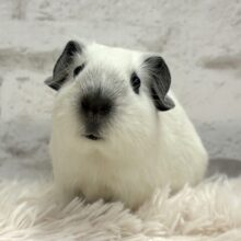 おもちみたいなオセロモルモット⚪️⚫️ロシアンスモークモルモット 男の子