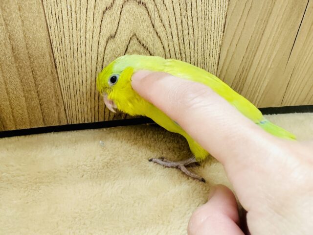 マメルリハ