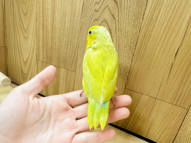 マメルリハ