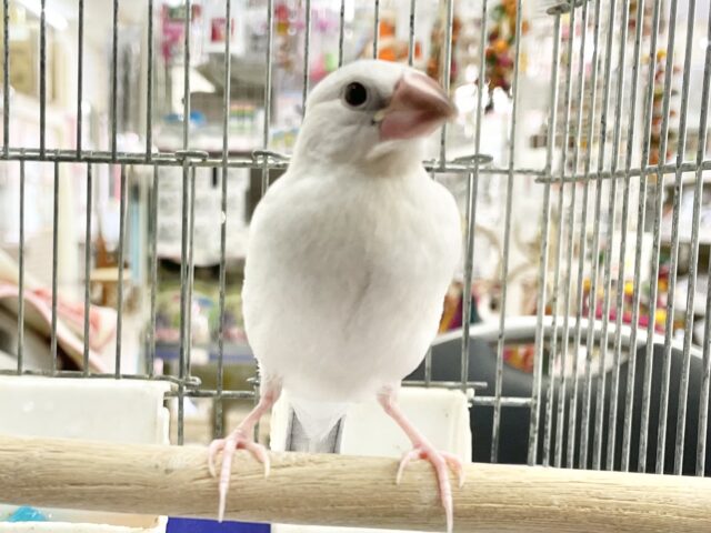 シルバー文鳥