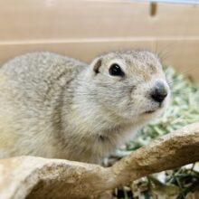 むちむち⭐️ リチャードソンジリスちゃんがやってきましたよ〜🎵