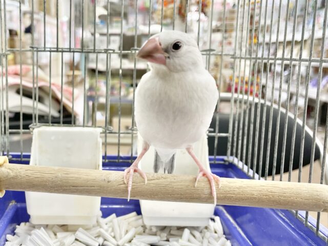 シルバー文鳥
