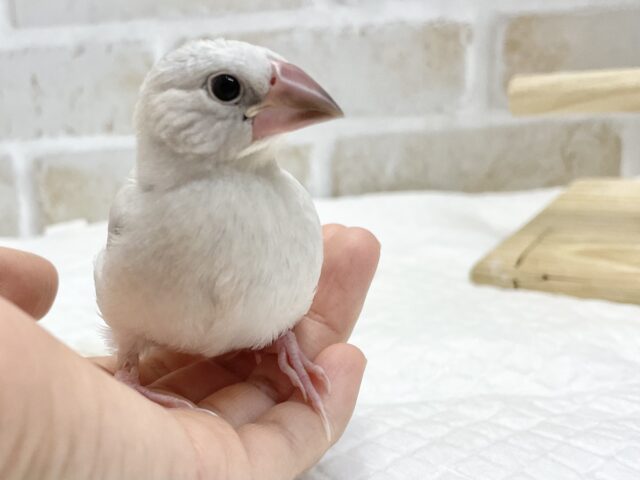 シルバー文鳥
