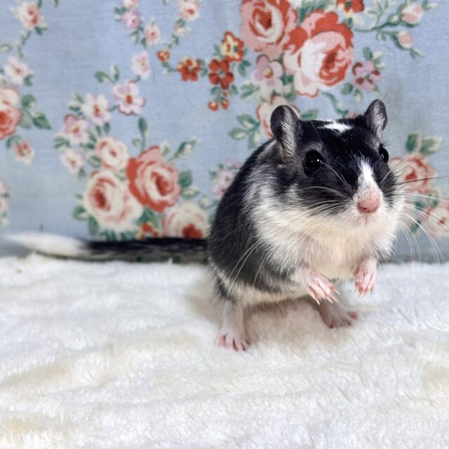 カラージャービル（スナネズミ）