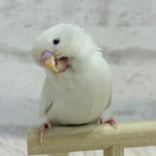 離れないんこ🐥1番の甘ったれ〜〜〜💗セキセイインコ(アルビノ)