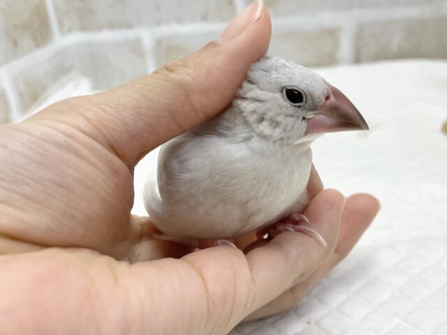 シルバー文鳥