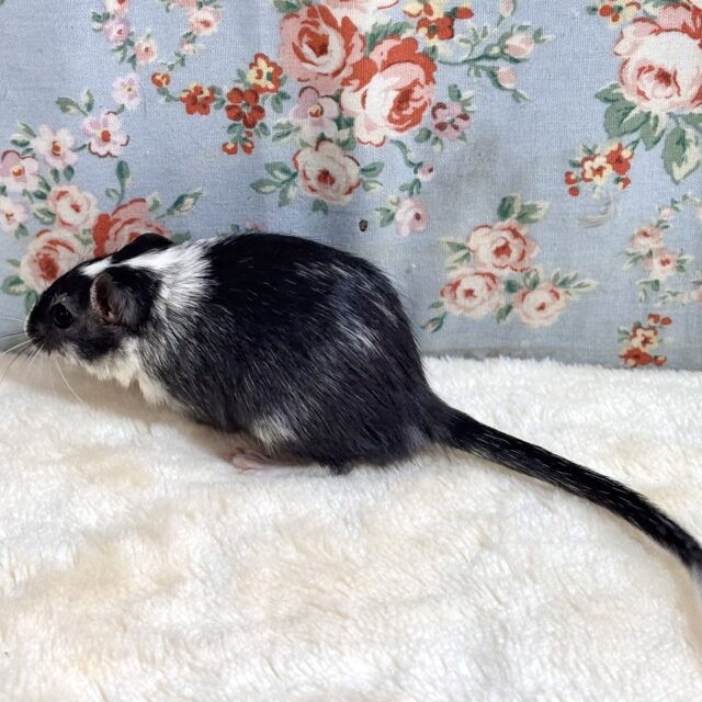 カラージャービル（スナネズミ）