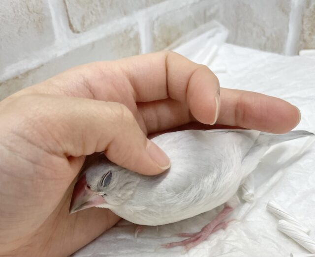 シルバー文鳥