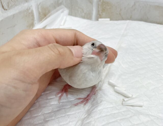 シルバー文鳥