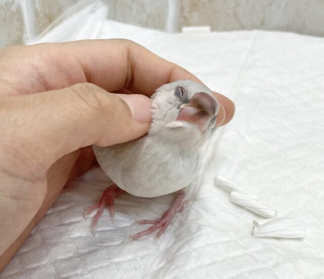 シルバー文鳥