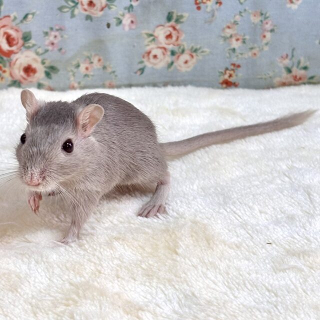 カラージャービル（スナネズミ）