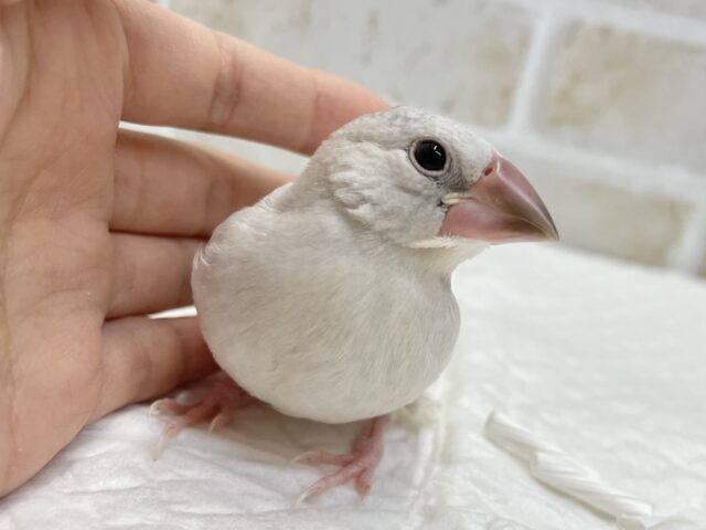シルバー文鳥