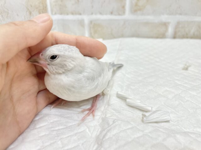 シルバー文鳥