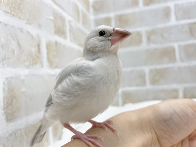 シルバー文鳥